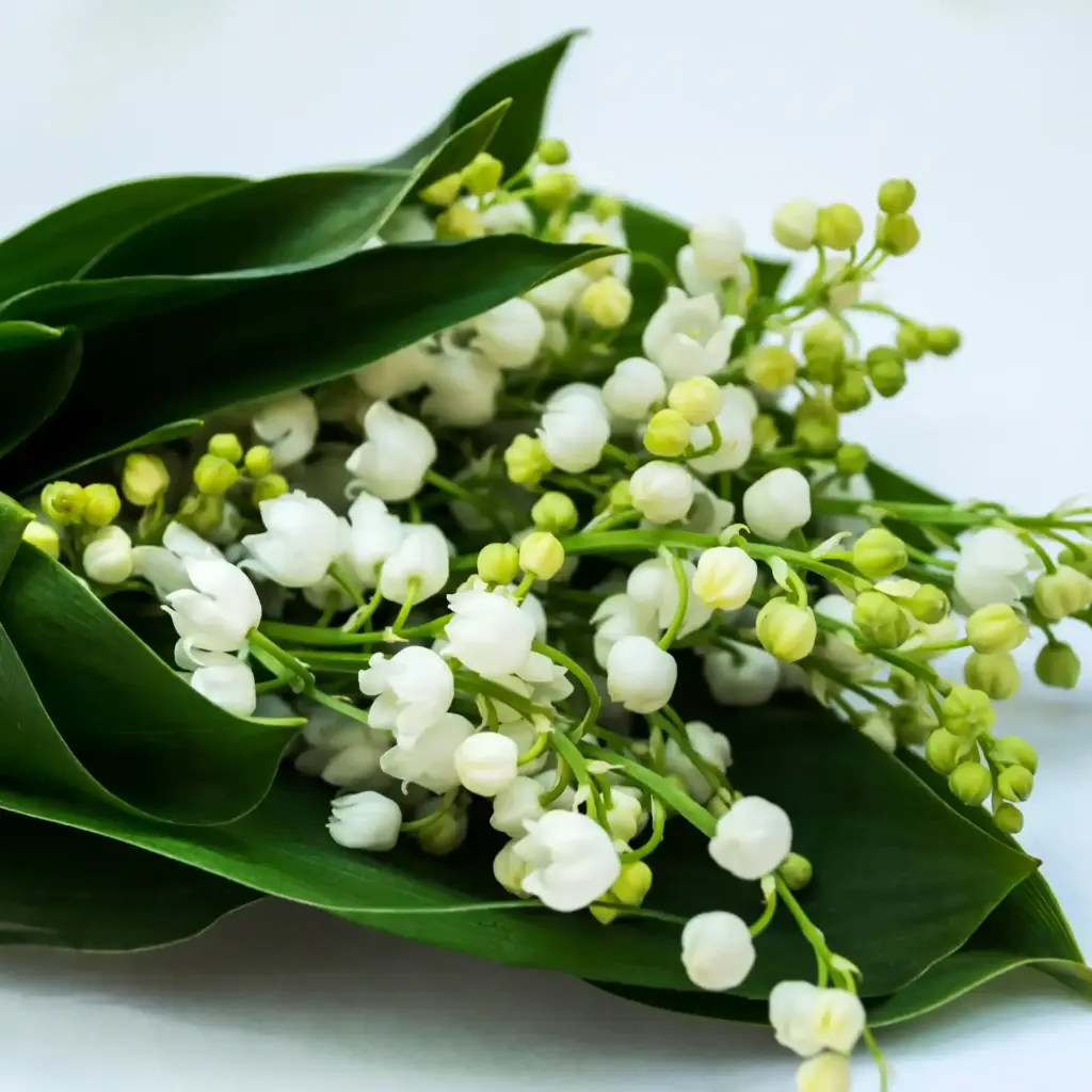 Muguet